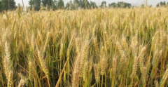 乌克兰小麦一亩能产多少斤，排在第几位？和中国相比，相差多少？